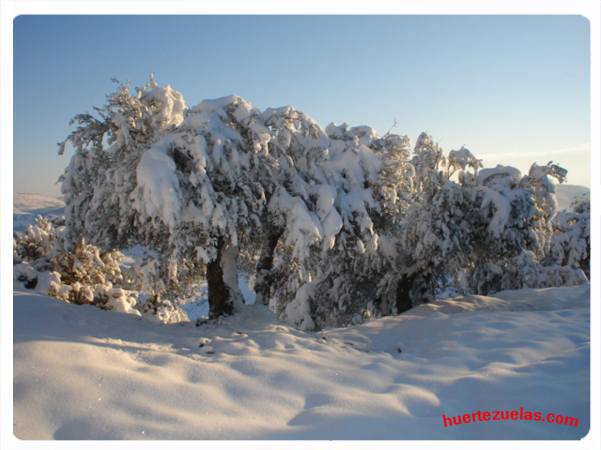 Olivas nevadas